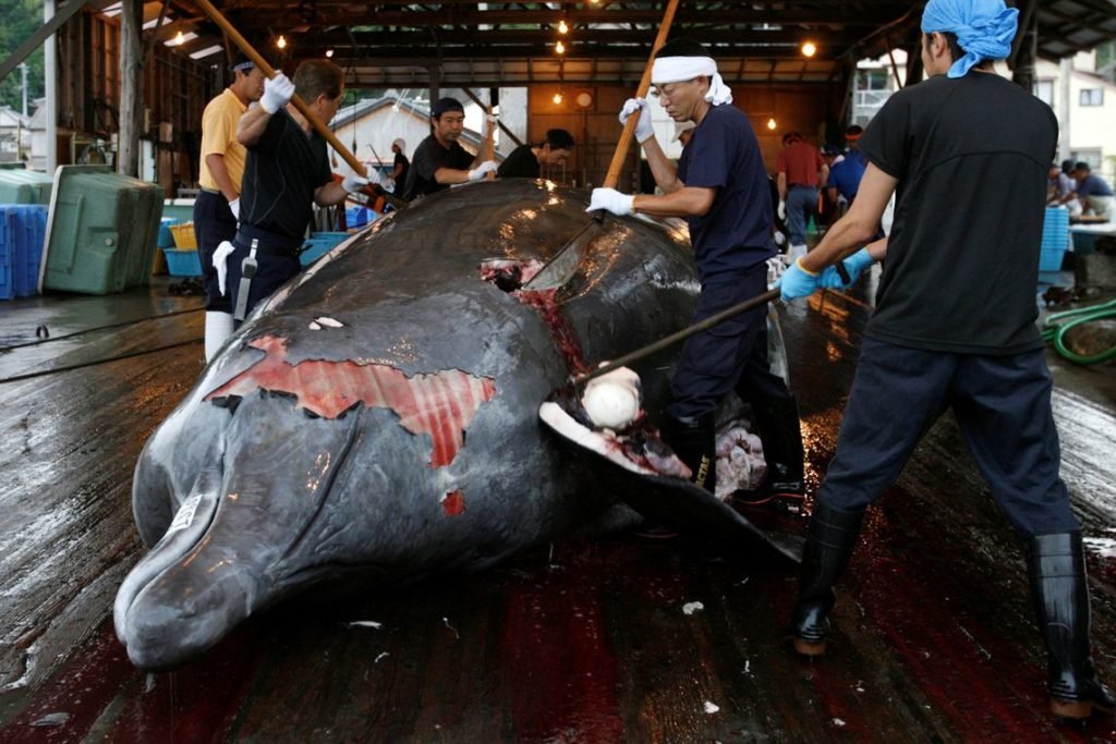 Japão volta ao negócio de caçar baleias