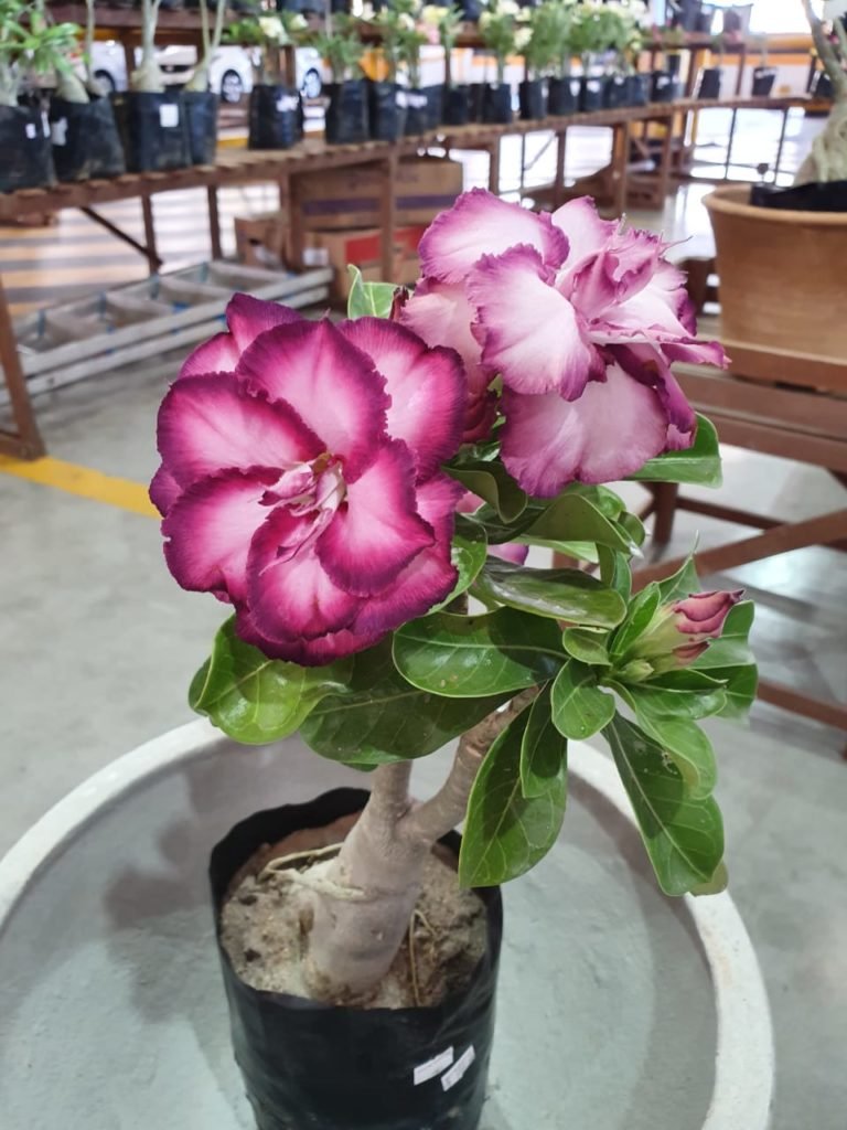 Feira Rosas do Deserto está aberta até domingo