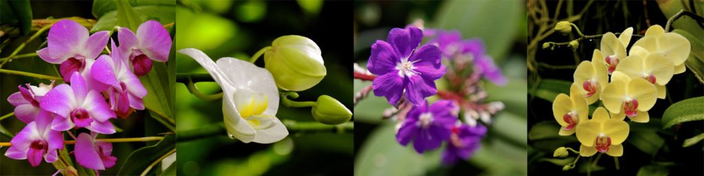 Pesquisadores da UFRN descobrem que tamanho sugere sexo das flores