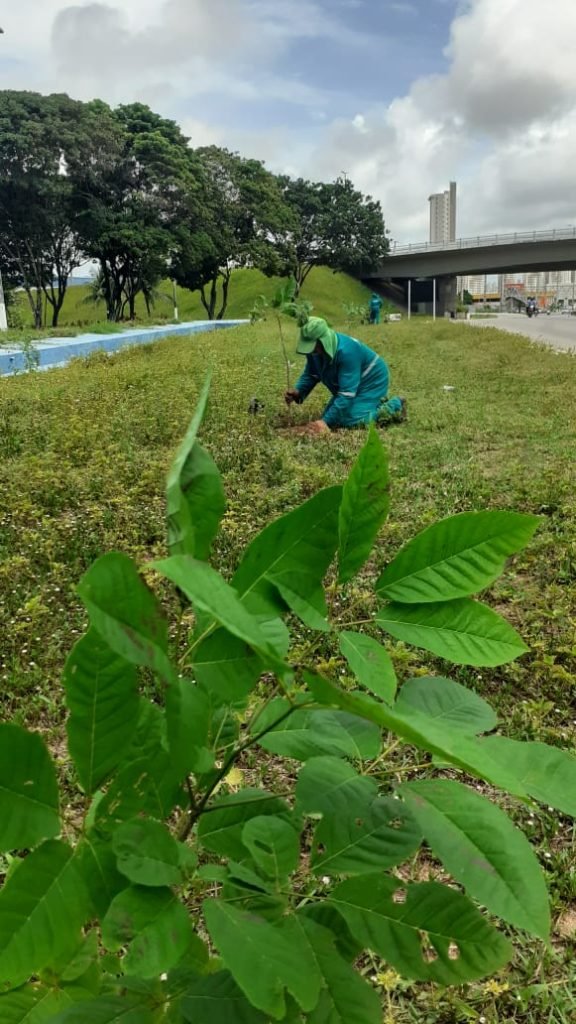 Planta Natal atinge marca de 4.000 mudas plantadas e fortalece ações de parcerias