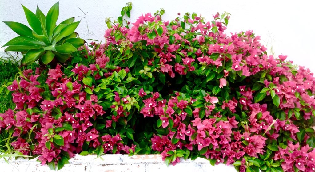 Só olhar para as plantas já alivia a quarentena imposta