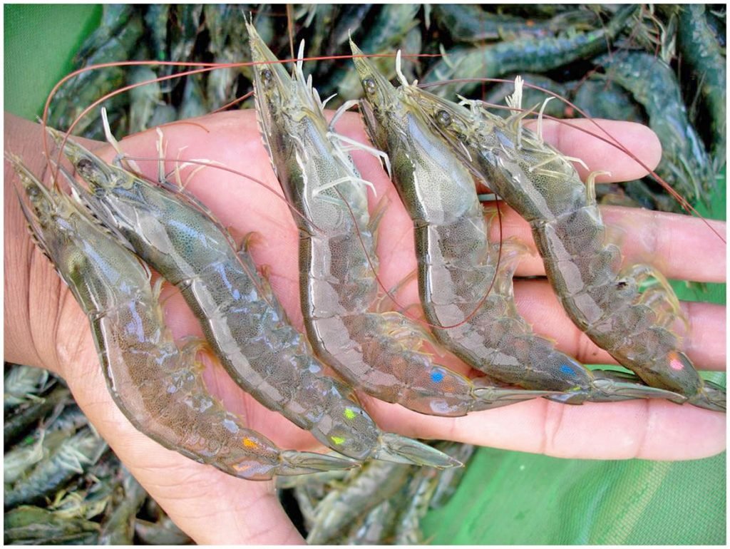 Carcinicultura será beneficiada com a criação de startup na UFRN