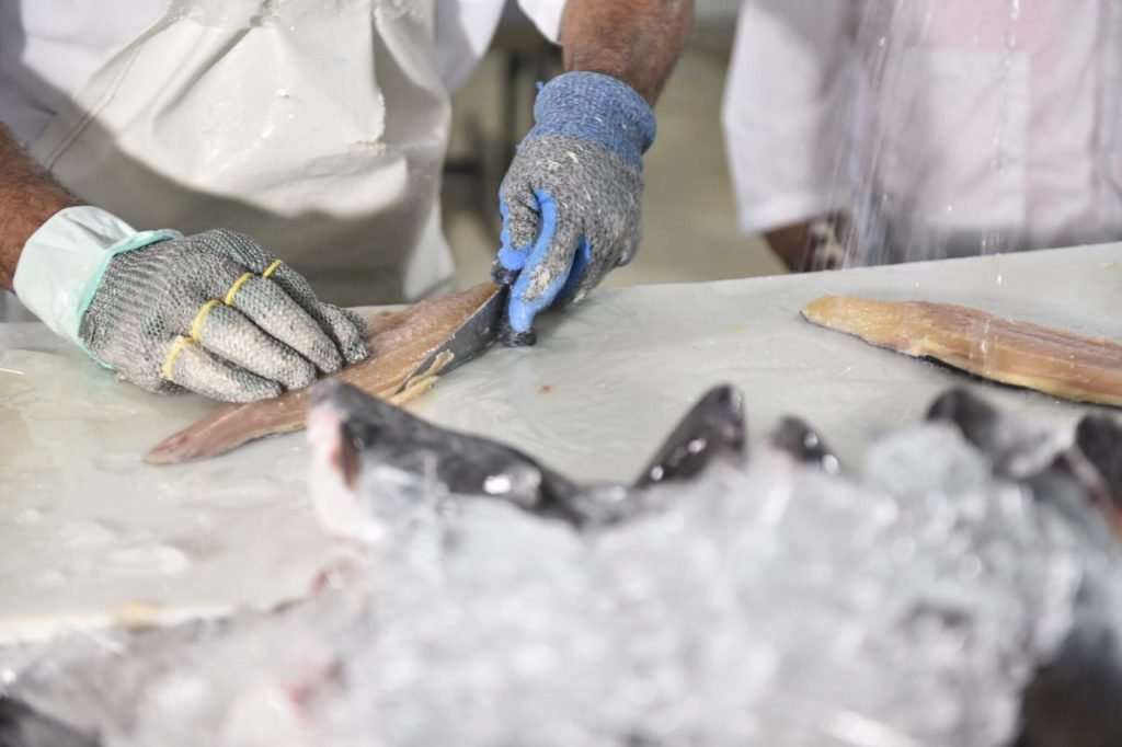 Pescado agora faz parte do cardápio da alimentação escolar no RN