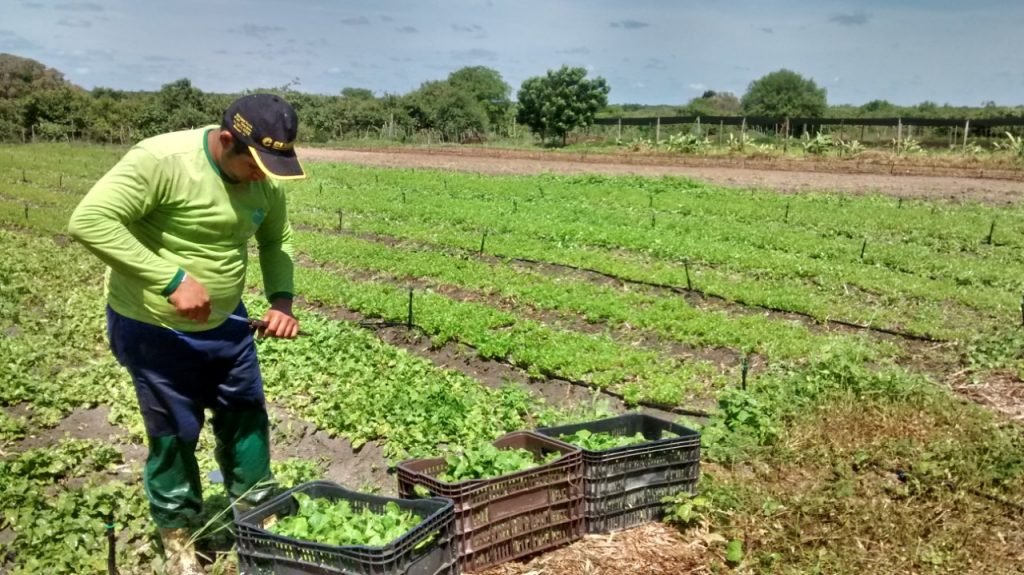 Governo do RN comprou da agricultura familiar mais de R$ 13 milhões em 2020