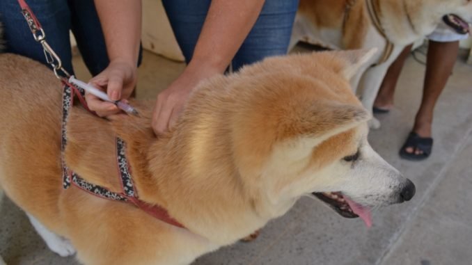 Prefeitura de Mossoró prorroga campanha antirrábica em cães e gatos até o dia 15 de dezembro