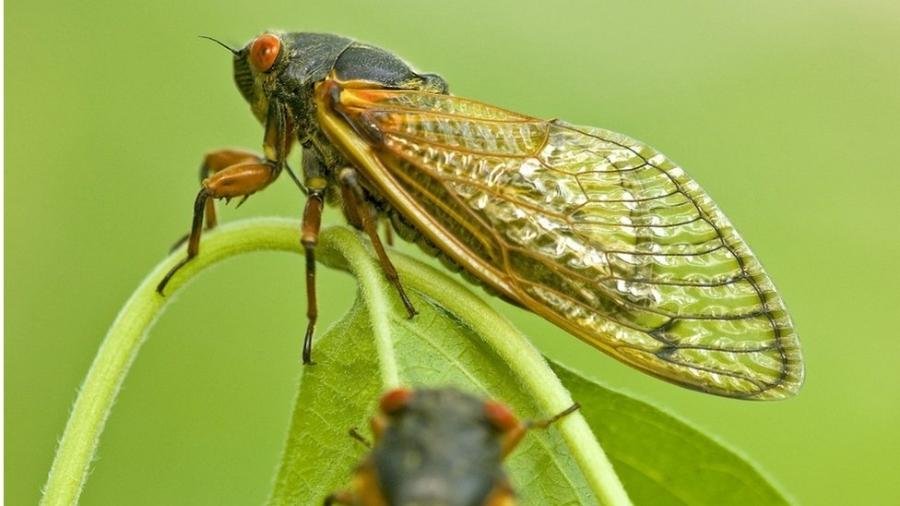 Zoada grande: EUA se preparam para espetáculo de trilhões de cigarras que irão emergir após 17 anos sob a terra