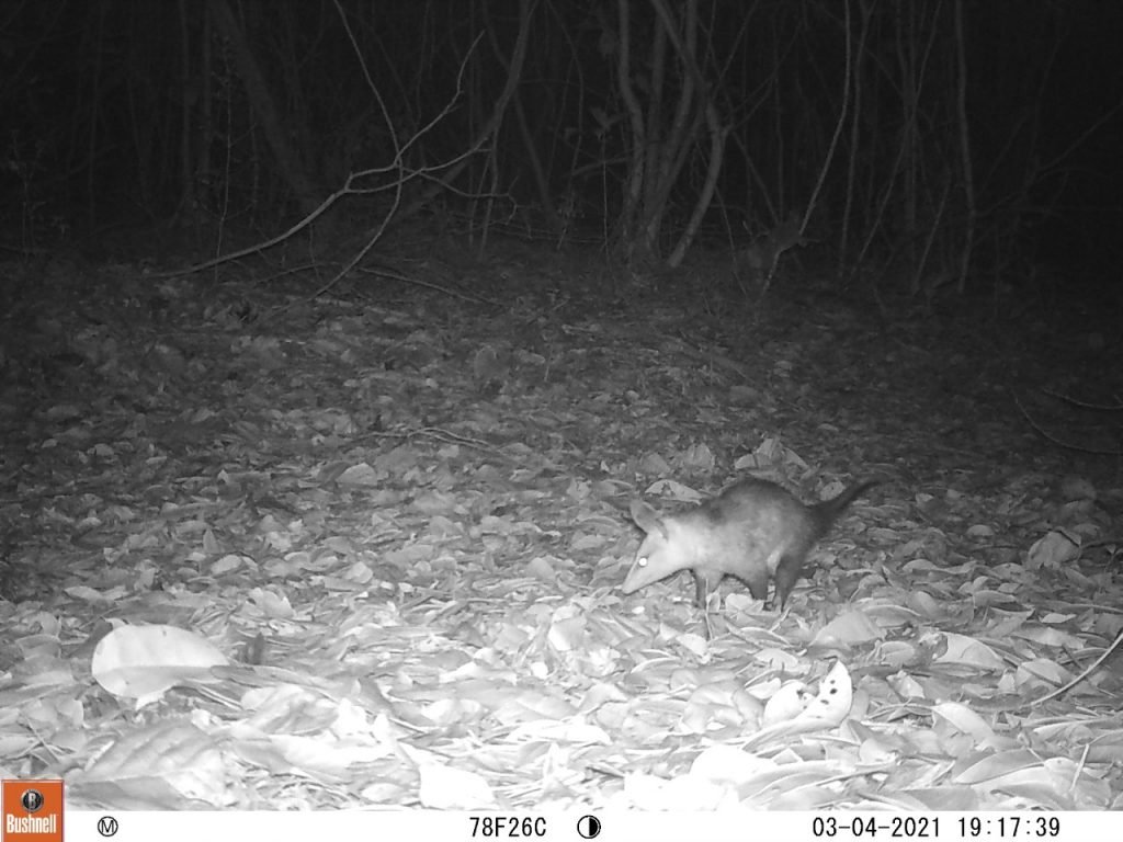Ibama quer descobrir quais são os bichos que ainda vivem ao redor da Lagoa do Bonfim