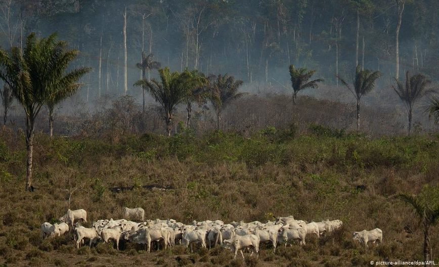 Estudo liga montadoras europeias a desmatamento na Amazônia