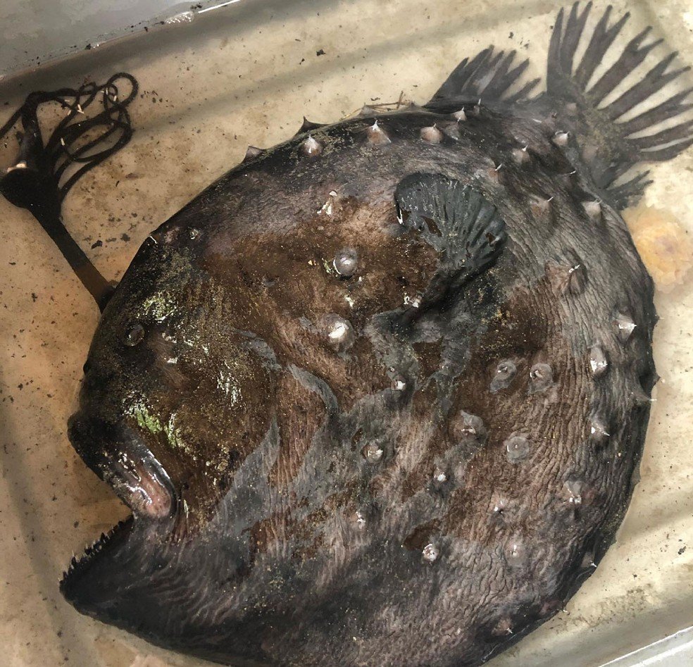 Peixe gigante das profundezas do oceano é encontrado em praia na Califórnia