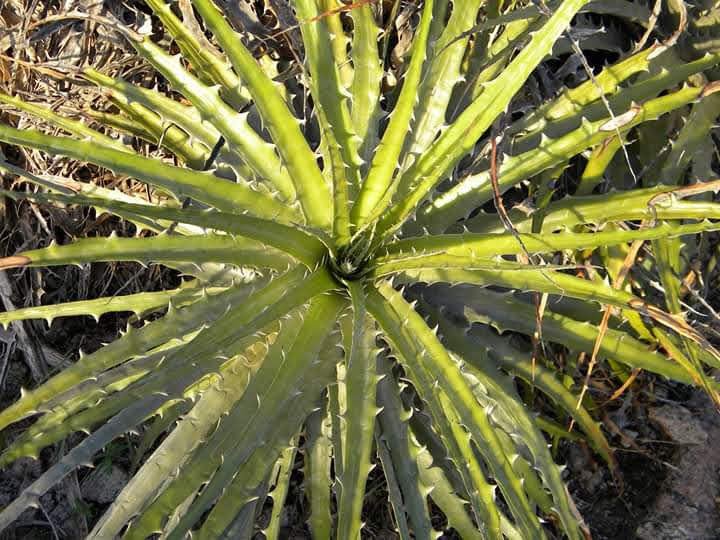 Estudo classifica bromélias macambiras como espécie-chave no Semiárido