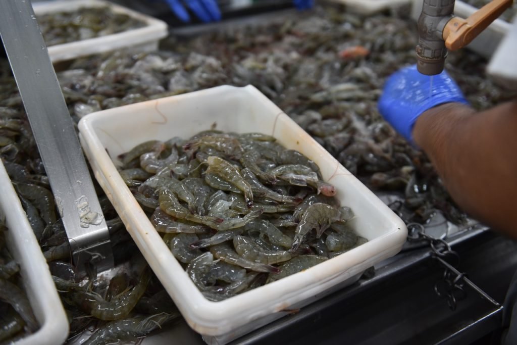 Carcinicultura: RN é o primeiro estado a licenciar a modalidade de condomínio