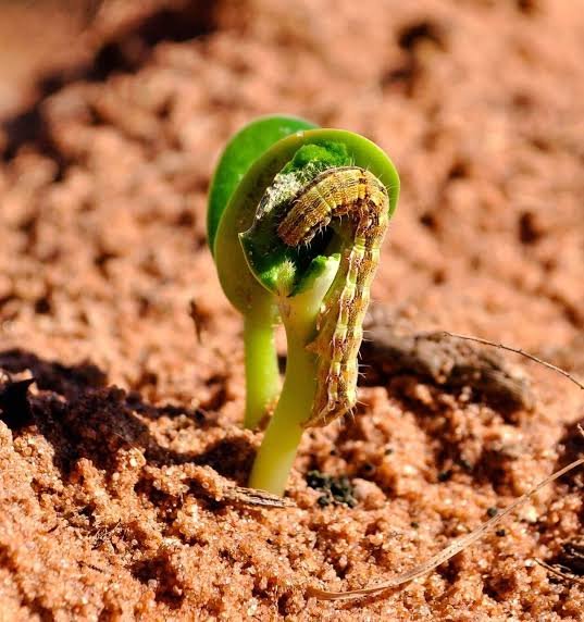 UFRN e Emparn criam aplicativo que ajuda agricultores no gerenciamento de pragas