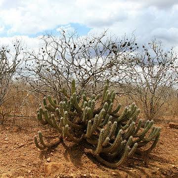BNDES e fundo internacional lançam projeto de R$ 1 bi para Semiárido