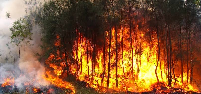 “Incêndios florestais” é tema de encontro virtual