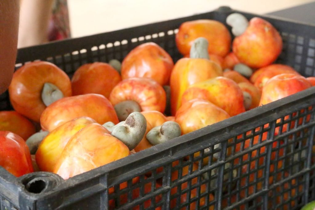 Governo do RN investirá R$ 18 milhões na agricultura familiar