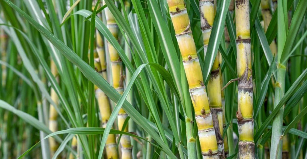 A inacreditável (e cara) viagem do álcool combustível no RN para chegar ao consumidor