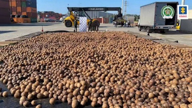 Polícia da Colômbia descobre carregamento de quase 20 mil cocos recheados de cocaína