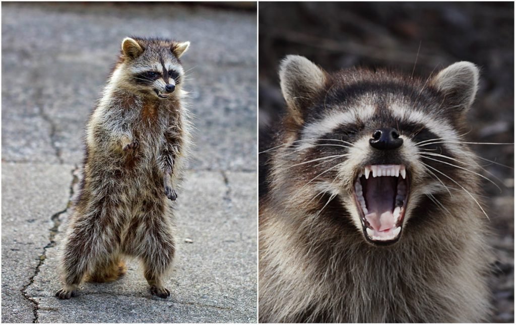 Estudos dão mais evidências de que pandemia começou em mercado de Wuhan. Suspeito agora é o guaxinim