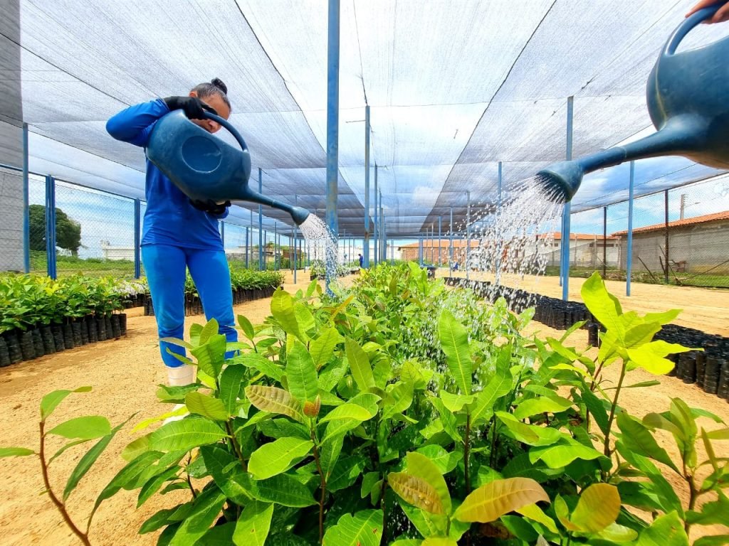 Vinte e quatro municípios receberam 26 mil mudas cultivadas pelo sistema prisional do RN