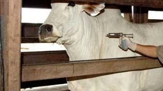 Campanha de vacinação contra febre aftosa começa neste domingo (1°) no RN