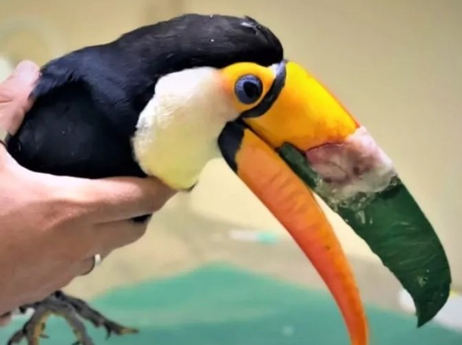 Perillo diz que futuro do PSDB pende para fusão com o Podemos