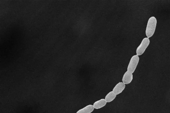 Thiomargarita magnífica’: descoberta na Guatemala a maior bactéria do mundo