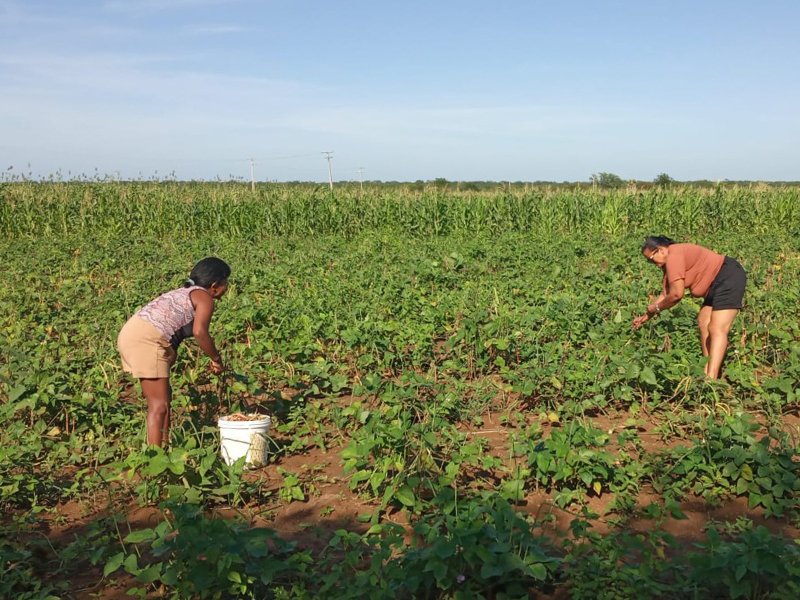 Inverno faz prosperar lavouras do Programa Banco de Sementes