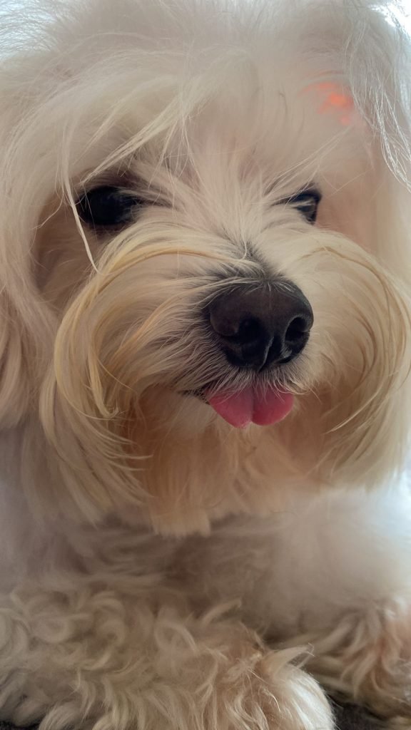 O país onde ter cachorro ou gato pode em breve dar cadeia