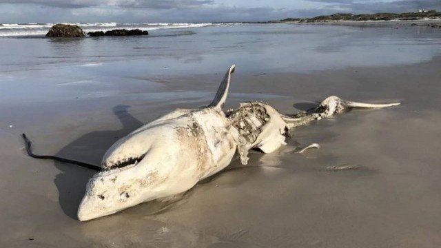 Alerta entre cientistas: orcas estão caçando e comendo tubarões-brancos