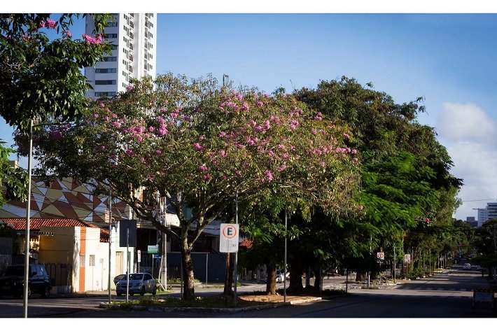 Prefeitura de Natal realiza Seminário de Arborização Urbana e Meio Ambiente