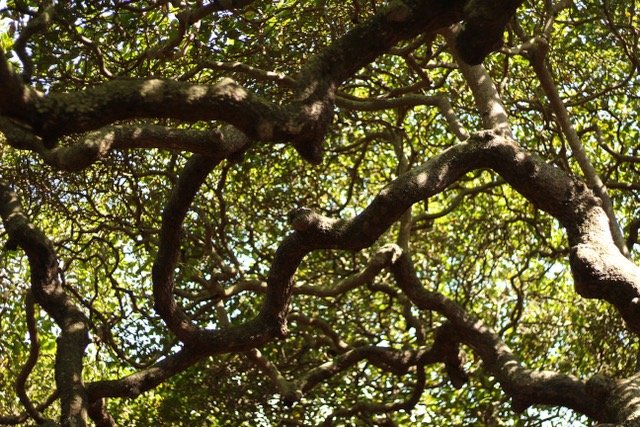 Cajueiro de Pirangi suspende visitação no próximo domingo (2), em virtude das eleições