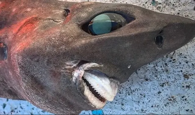 Criatura assustadora com olhos esbugalhados é encontrada no fundo do mar