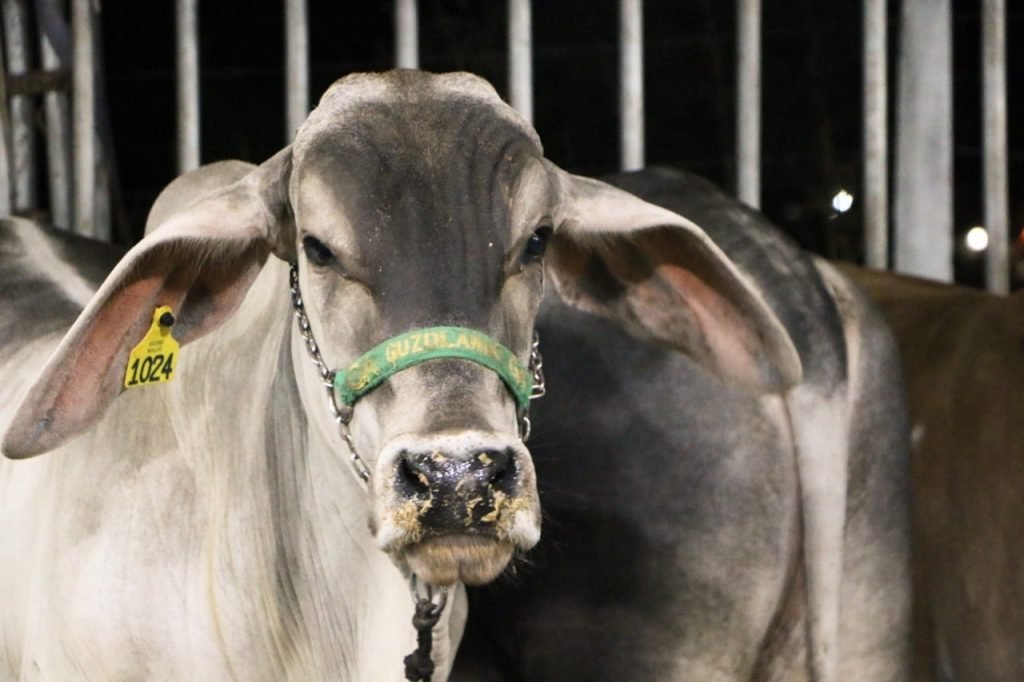 Governo do RN investe quase R$ 600 mil na 60ª edição da Festa do Boi