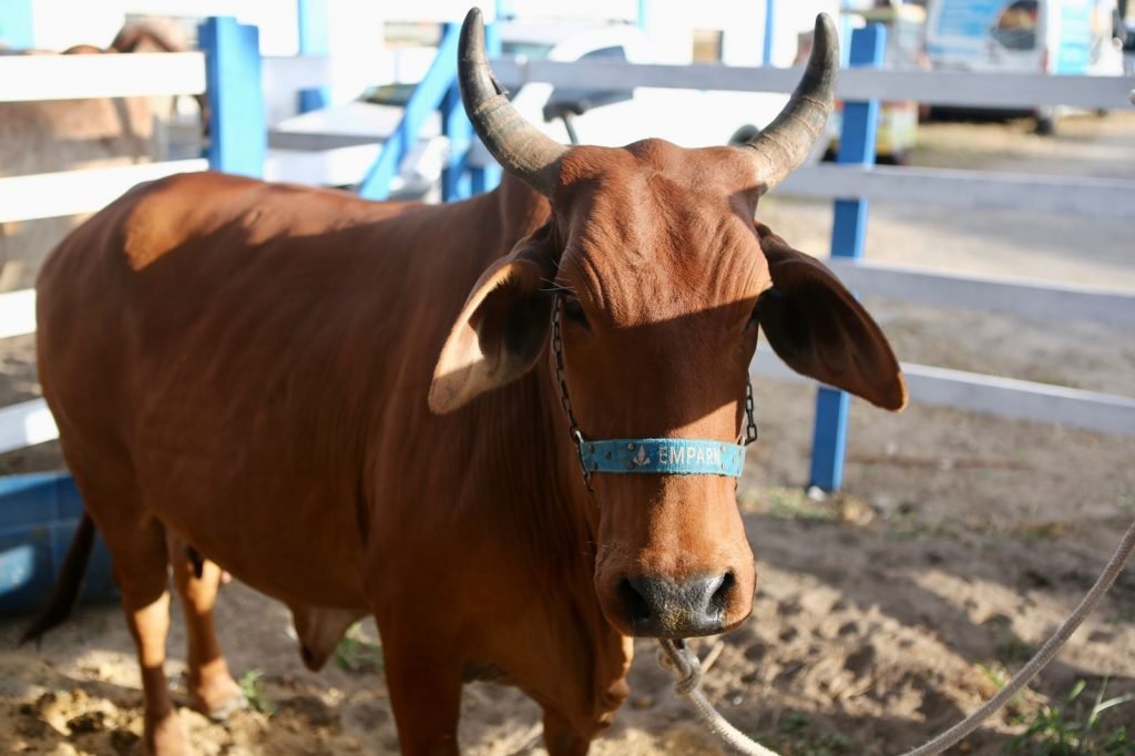 Governo do RN investe R$ 571 mil na 60ª Festa do Boi