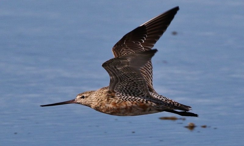 Quase 14 mil km em onze dias: fuselo bate recorde mundial em voo entre Alasca e sul da Austrália