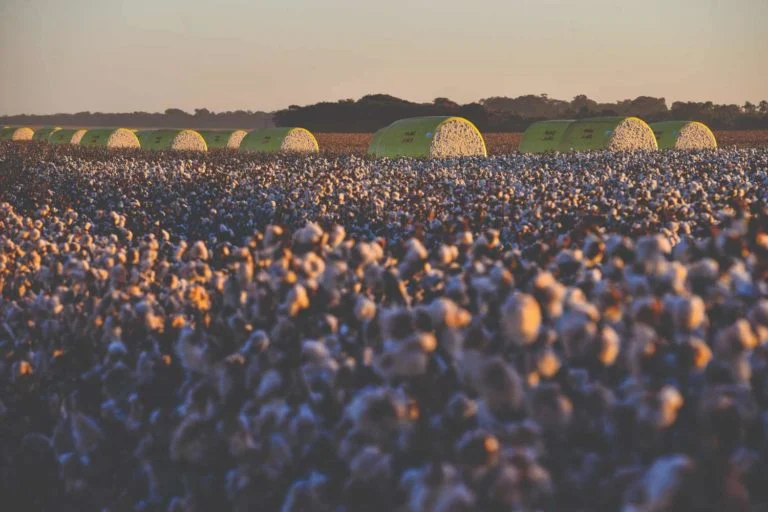 Brasil se prepara para ser o maior exportador global de algodão