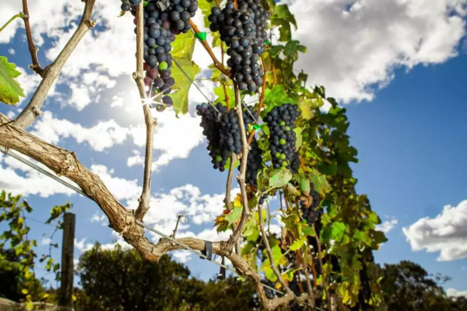 Vinhos do Vale do São Francisco recebem selo de indicação geográfica