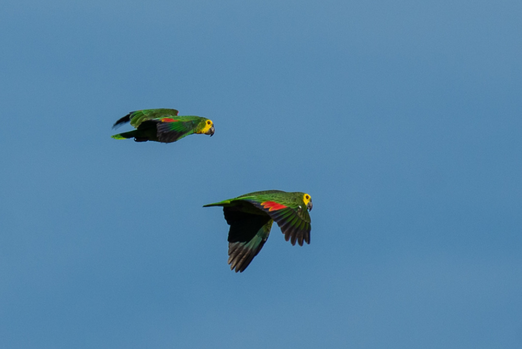 Idema propõe criação de nova Unidade de Conservação para proteção da Caatinga