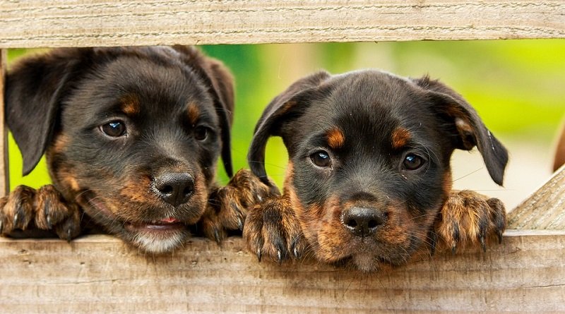 Nova York proíbe a venda de cães, gatos e coelhos em lojas para acabar com a “indústria dos criadores”