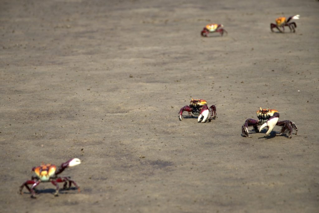 Órgãos ambientais alertam para a preservação do caranguejo-uçá durante período reprodutivo