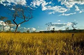 Ministros de Lula deixaram governos nos estados com recordes de desmatamento do cerrado