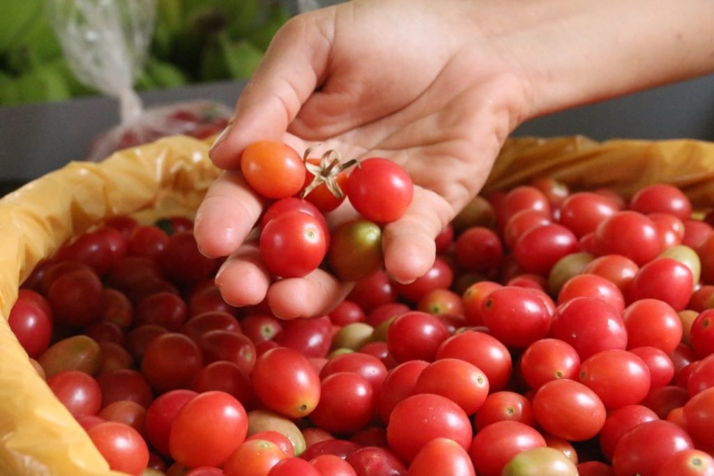 Lei que regulamenta a produção agroecológica e orgânica no RN é sancionada pelo Governo