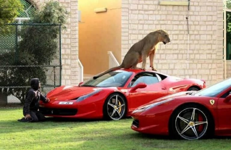 152 coisas caríssimas que só existem em Dubai (2)