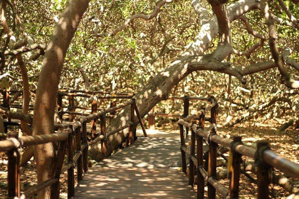 Cajueiro de Pirangi será interditado para manutenção neste sábado (18)