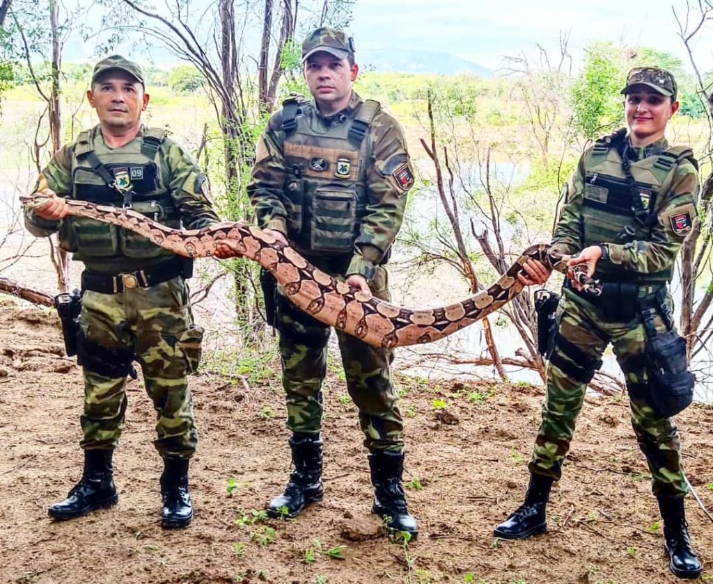 Em Caicó: BPAMB resgata jibóia medindo mais de 2 metros