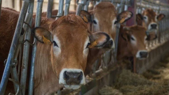 Cientistas chineses usam clonagem para criar supervaca que produz o dobro de leite por ano