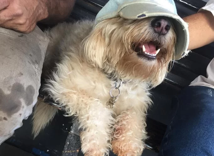 “Não morda este merda. Vai pegar câncer”, disse advogado a cão Pipoca sobre vizinho