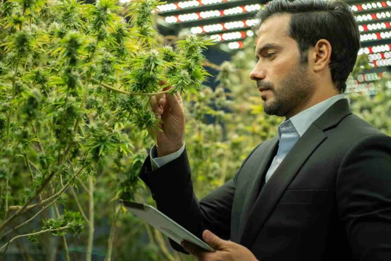 Os 5 empregos mais bem-pagos na indústria da maconha