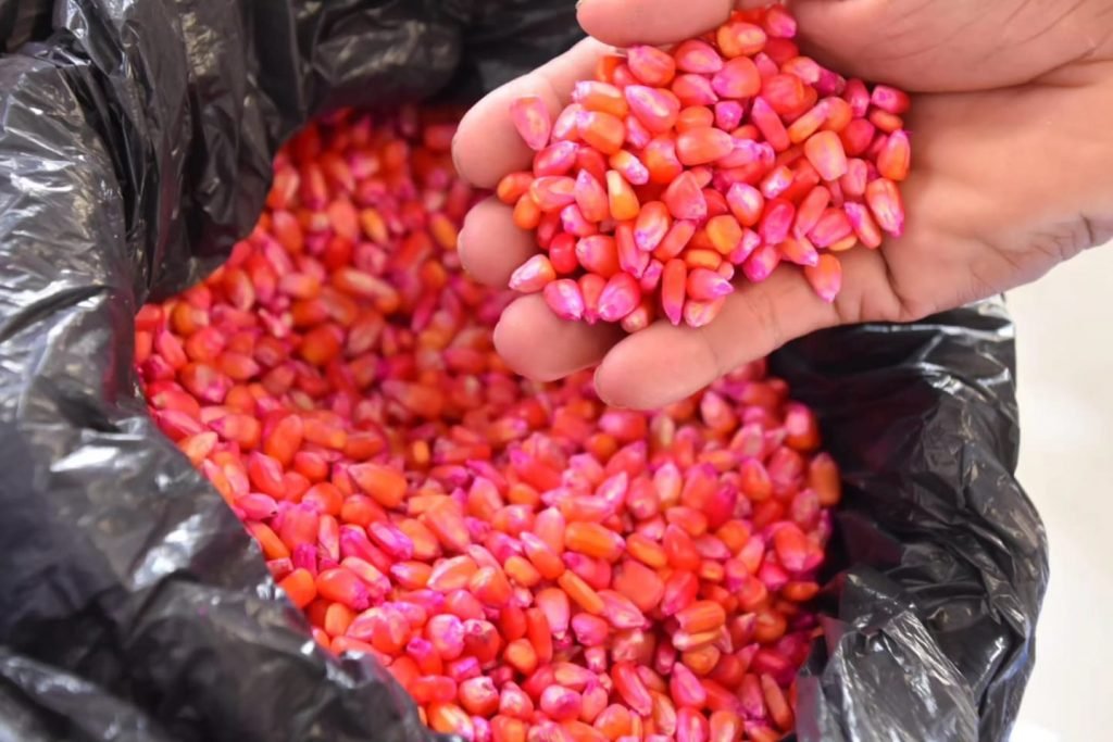 Prefeitura de SGA realiza entrega de sementes na zona rural