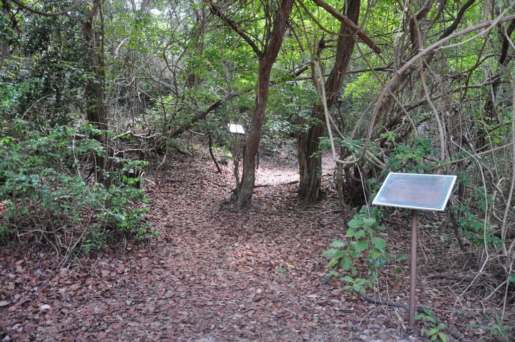 Parque das Dunas promove Semana da Mata Atlântica